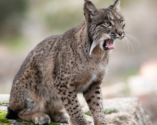 lince-iberico