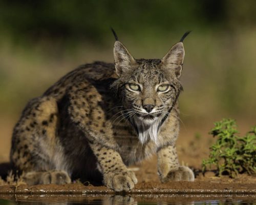 lince