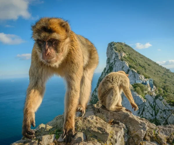o-ultimo-refugio-de-macacos-selvagens-na-europa-esta-a-prosperar-porque-gibraltar-1681952236823_1280